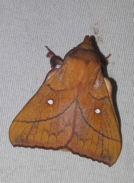 Odonestis pruni - szilvafapohók