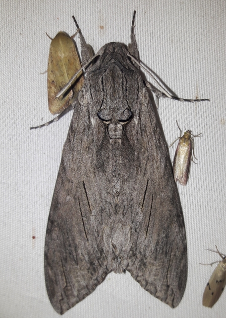 Agrius convolvuli - szulákszender
