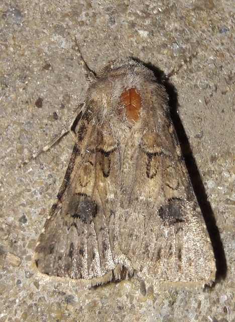 Agrotis bigramma - kétjegyű földibagoly