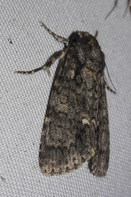 Acronicta rumicis - sóska-szigonyosbagoly