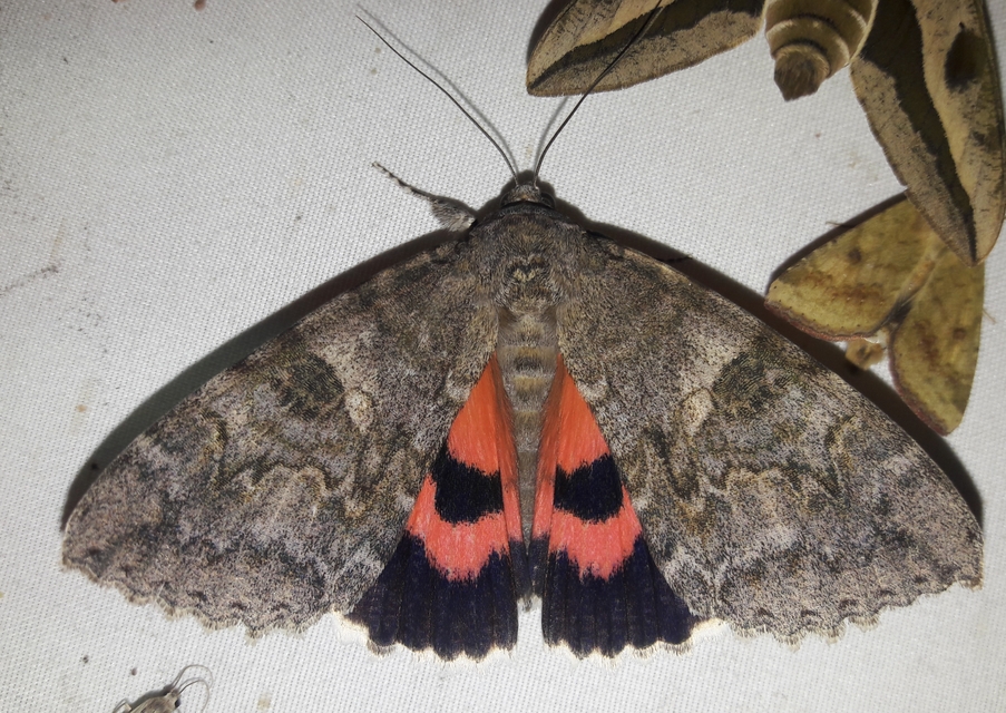 Catocala nupta - piros övesbagoly