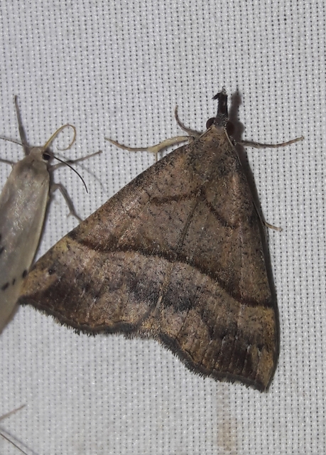 Hypena proboscidalis - ormányos karcsúbagoly