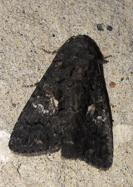 Anophia leucomelas - déli folyófűbagoly
