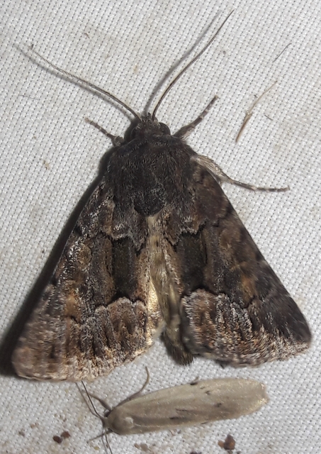 Thalpophila matura - fakó erdeibagoly