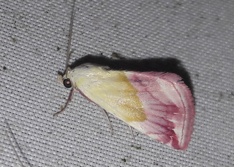 Eublemma purpurina - bíboros törpebagoly