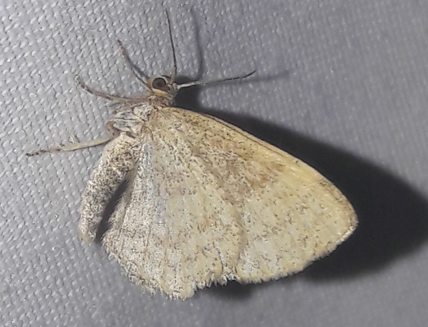 Euchoeca nebulata - barnás égeraraszoló