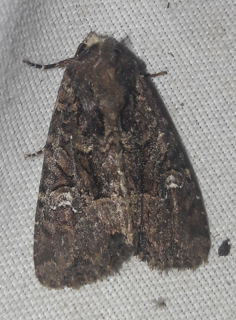 Mesapamea secalella/secalis