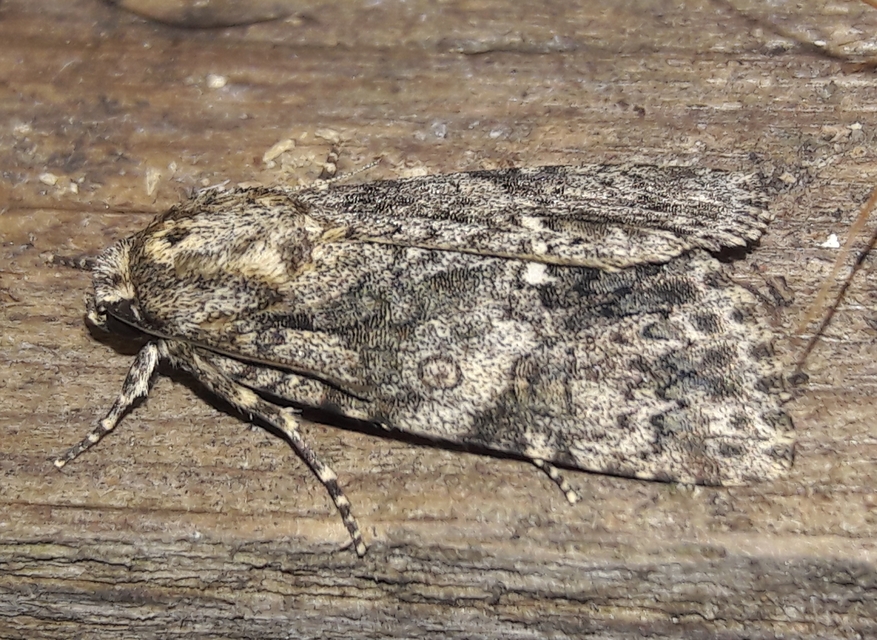 Acronicta rumicis - sóska-szigonyosbagoly