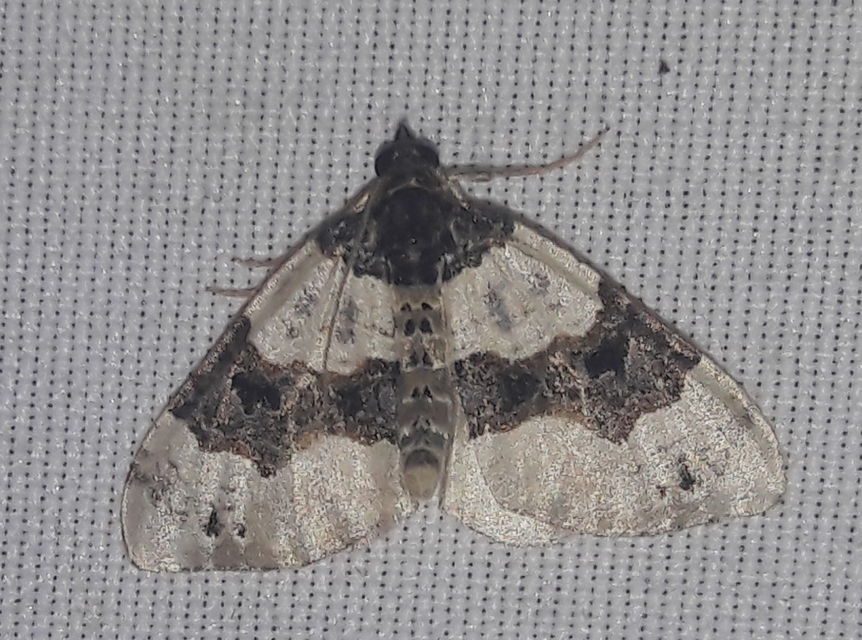 Cosmorhoe ocellata - szemes galajaraszoló