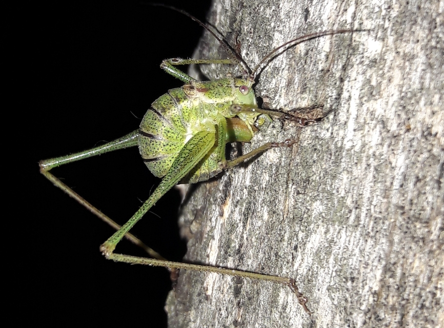Leptophyes albovittata - közönséges virágszöcske