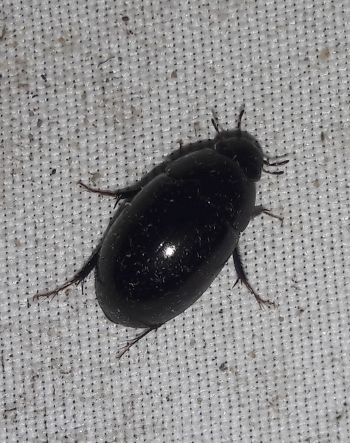 Limnoxenus niger - fekete csibor