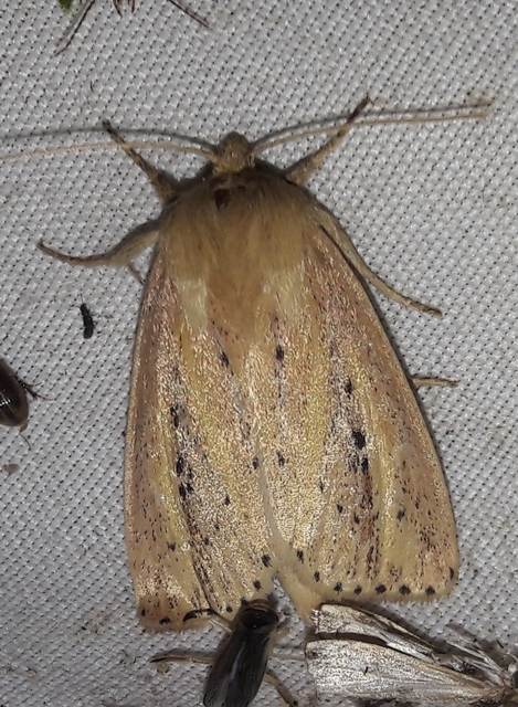 Globia sparganii - nagy nádibagoly
