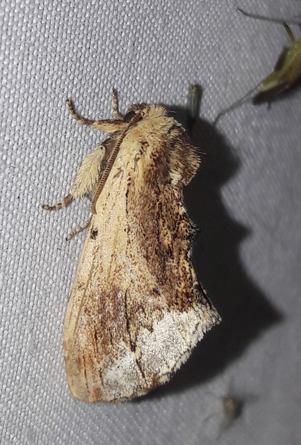 Ptilodon cucullina - csuklyás púposszövő
