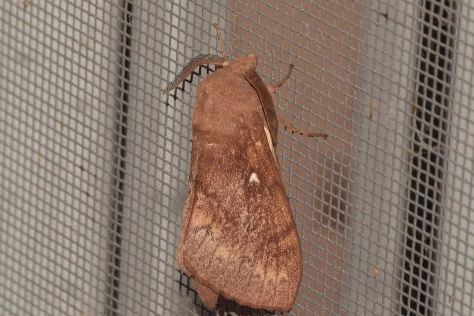 Dendrolimus pini - fenyőpohók