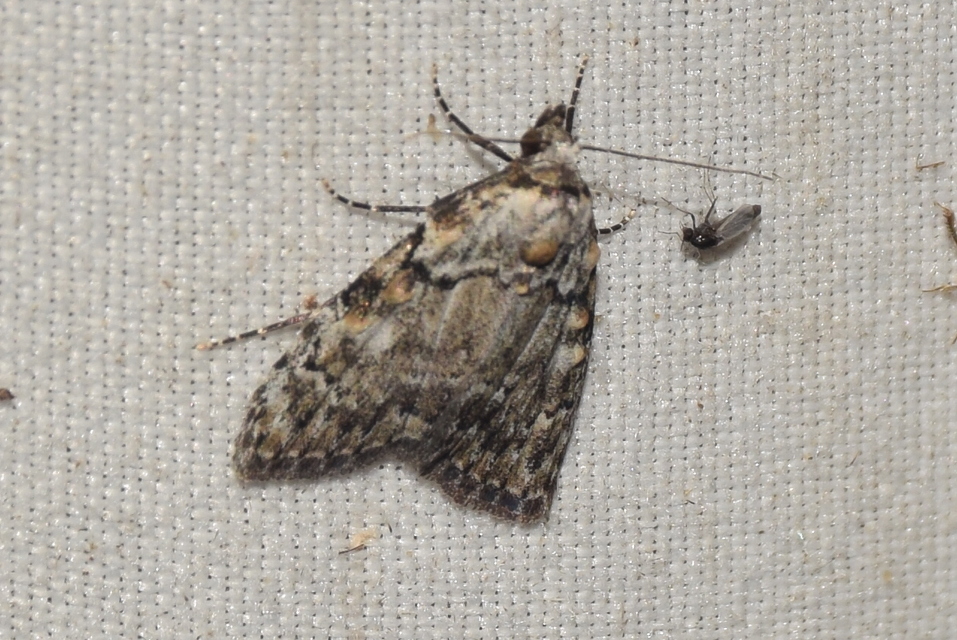 Meganola strigula - hamvas pamacsosszövő