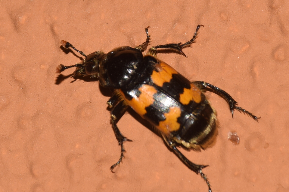 Nicrophorus vespillo - közönséges temetőbogár