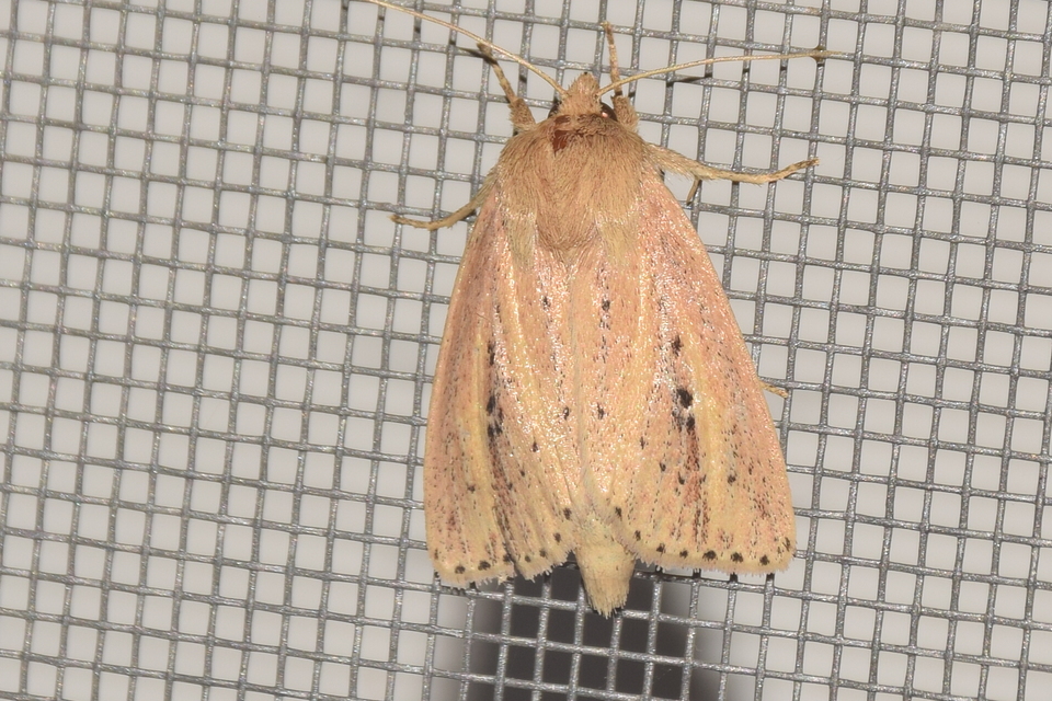 Globia sparganii - nagy nádibagoly