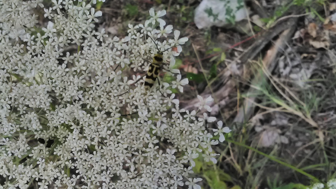 Chlorophorus varius - díszes darázscincér