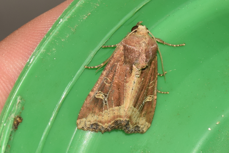 Helotropha leucostigma - mocsári nőszirombagoly