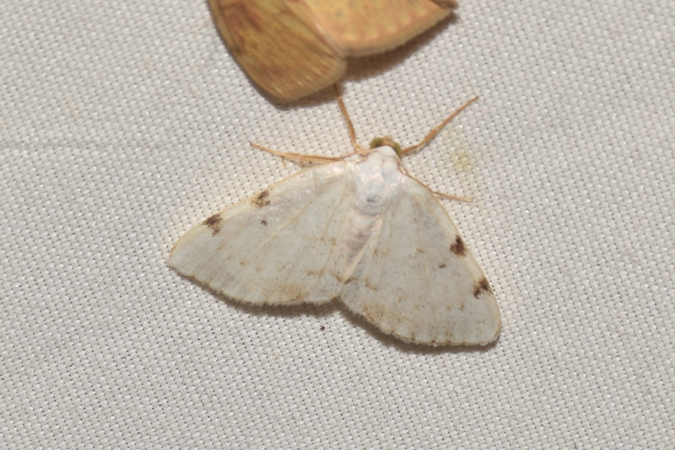 Lomographa bimaculata - kétpontos fehéraraszoló