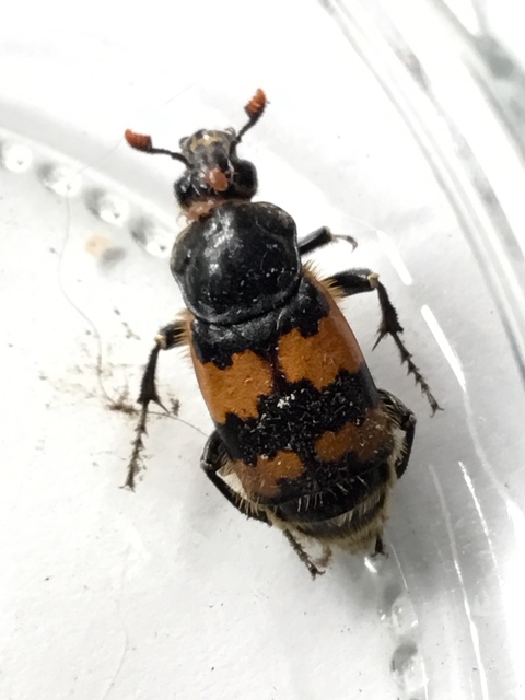 Nicrophorus interruptus - sárgaszőrű temetőbogár