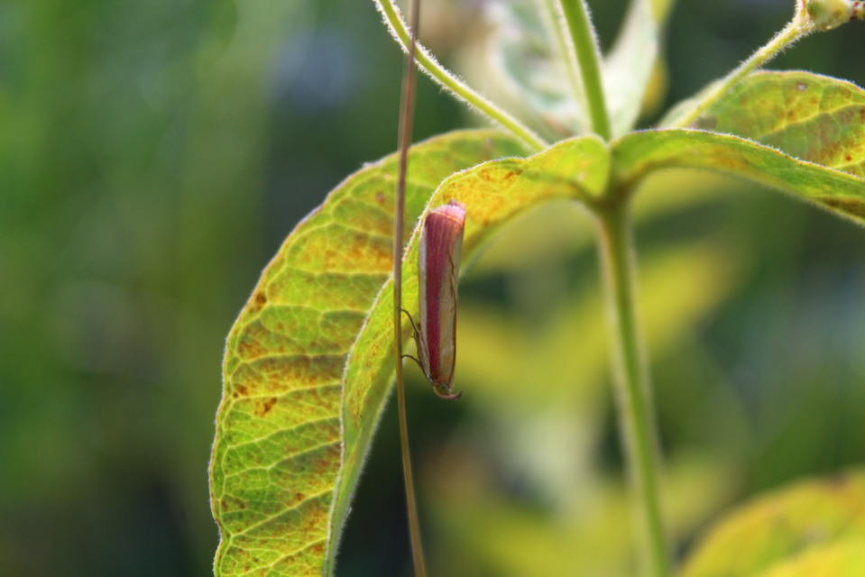 Oncocera semirubella - lucernamoly