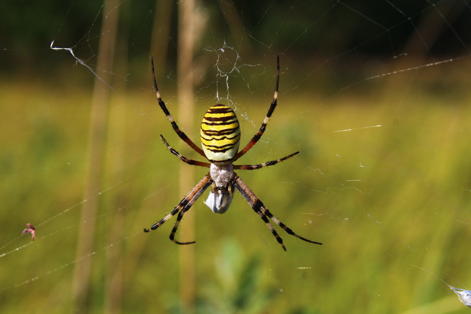 Argiope bruennichi - darázspók