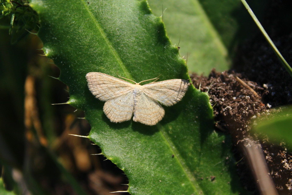 Scopula virgulata - vesszős sávosaraszoló