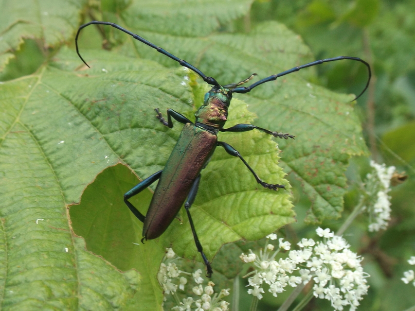 Aromia moschata - pézsmacincér