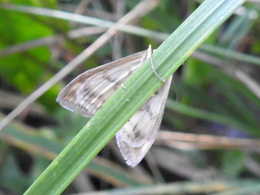 Sitochroa verticalis - világossárga dudvamoly