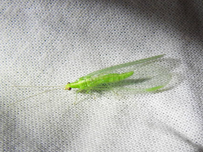Chrysopidae - zöldfátyolkák