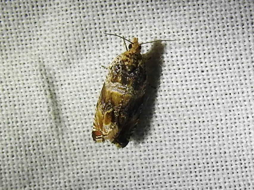 Celypha