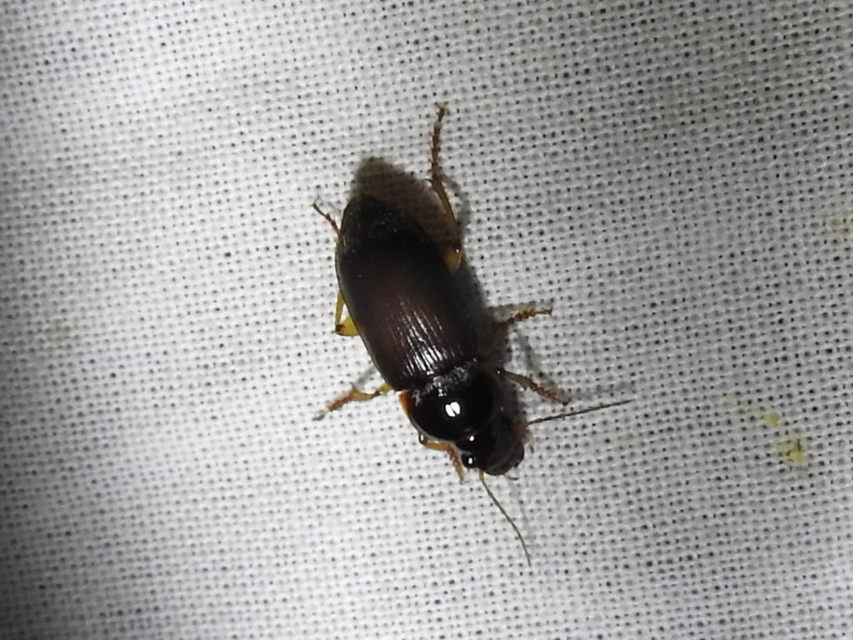 Harpalus griseus - kis selymesfutó