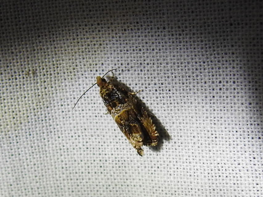 Celypha
