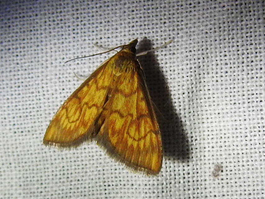 Ecpyrrhorrhoe rubiginalis - rozsdavörös tűzmoly