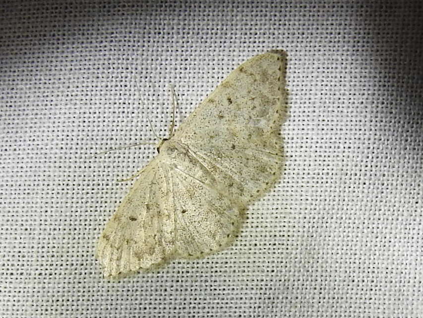 Scopula marginepunctata - pettyes sávosaraszoló