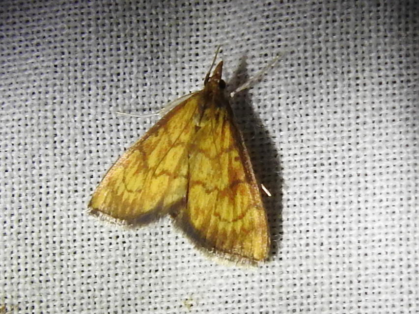 Ecpyrrhorrhoe rubiginalis - rozsdavörös tűzmoly