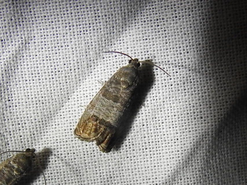 Cydia pomonella - almamoly