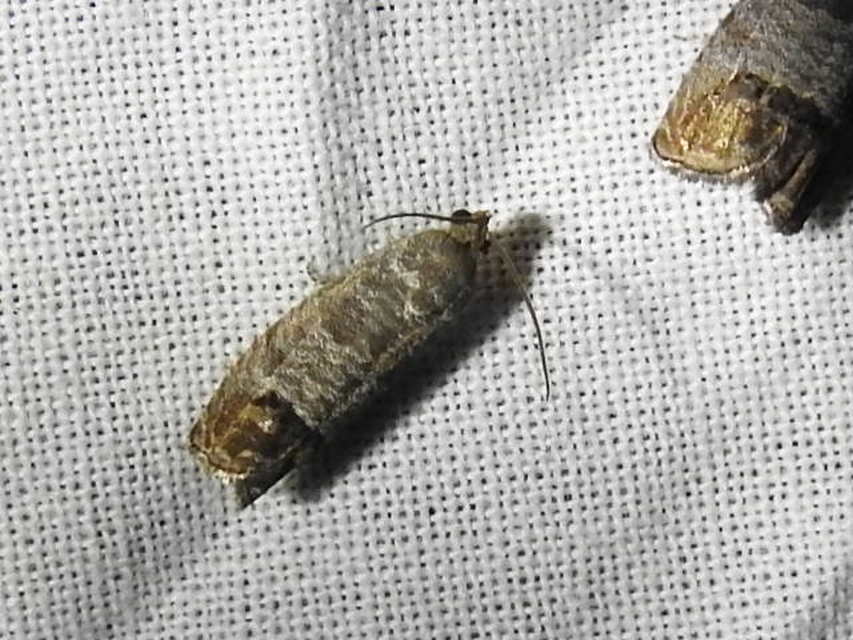 Cydia pomonella - almamoly