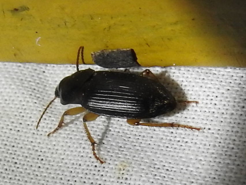 Harpalus rufipes - nagy selymesfutó