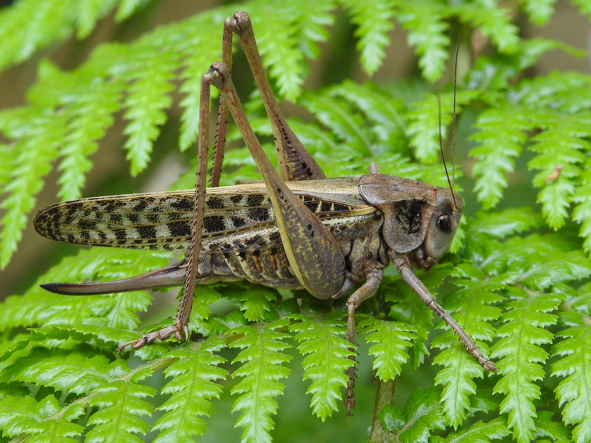 Decticus verrucivorus - szemölcsevő szöcske