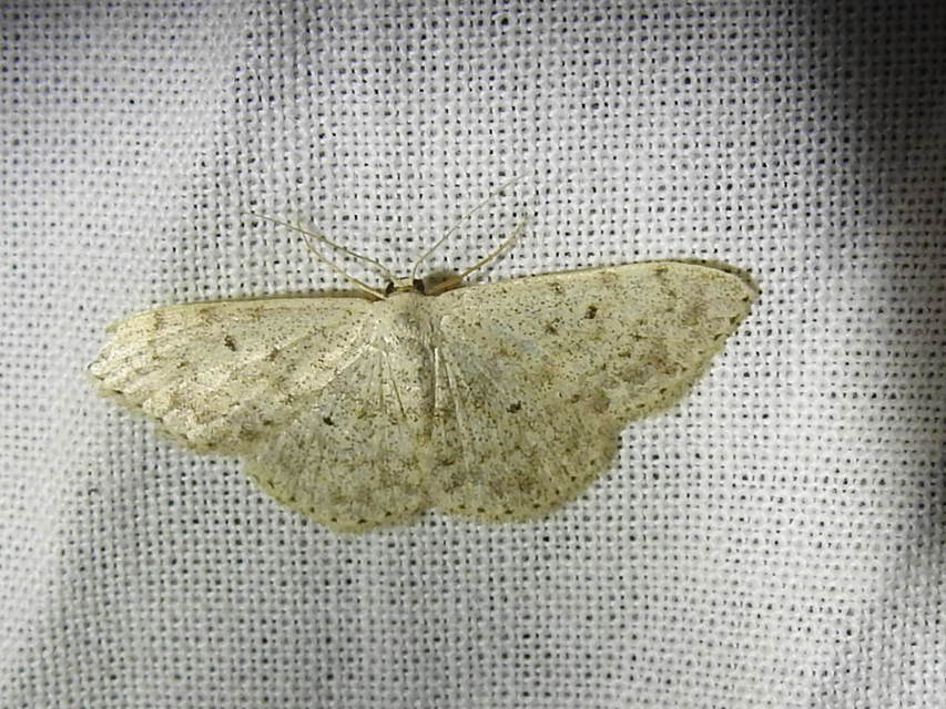 Scopula marginepunctata - pettyes sávosaraszoló