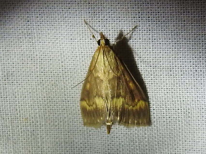 Ostrinia nubilalis - kukoricamoly