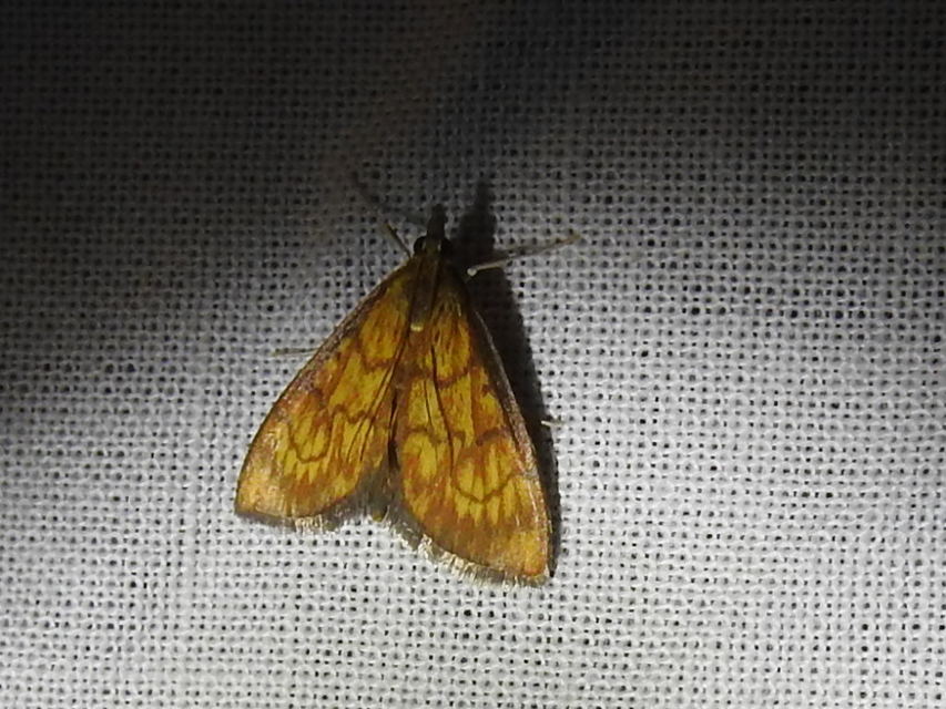 Ecpyrrhorrhoe rubiginalis - rozsdavörös tűzmoly