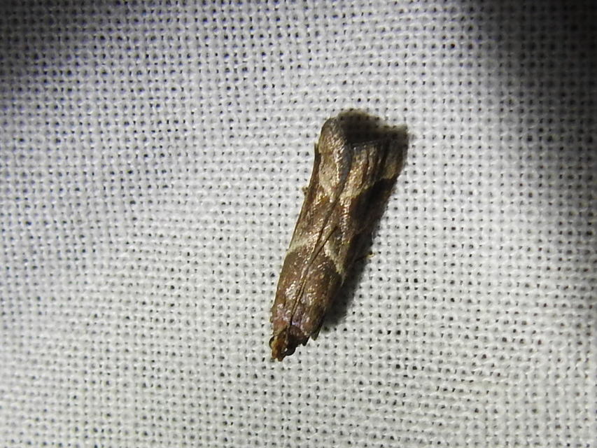 Nyctegretis lineana - agátszínű karcsúmoly