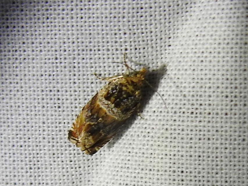 Celypha