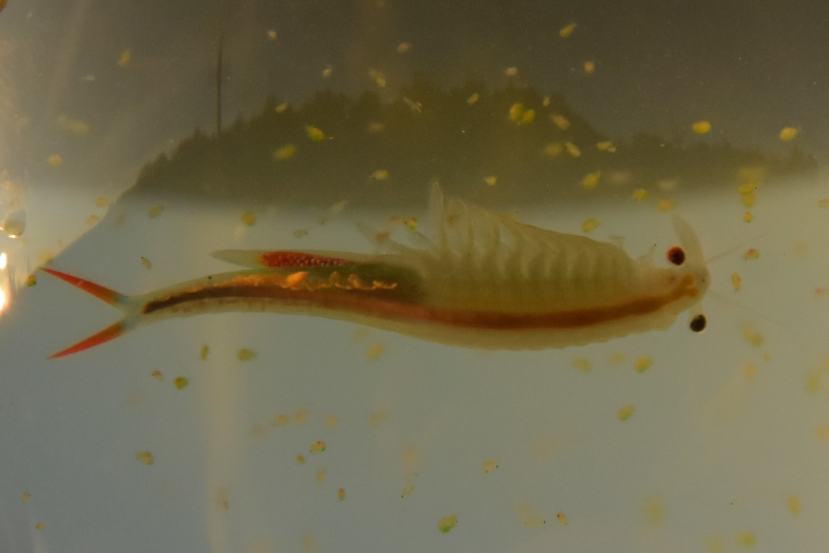 Streptocephalus torvicornis