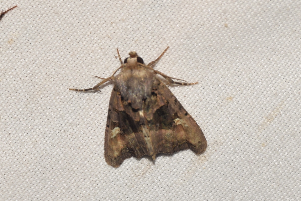 Euplexia lucipara - szeder-csipkésbagoly