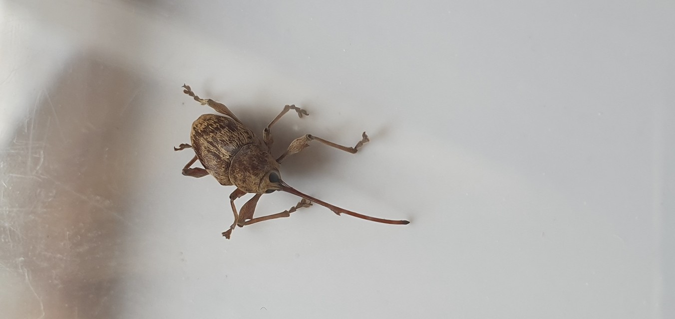 Curculio elephas - gesztenyezsuzsóka