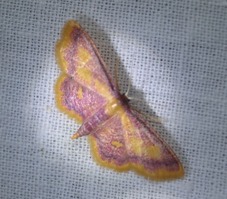 Idaea muricata - mocsári pirosaraszoló